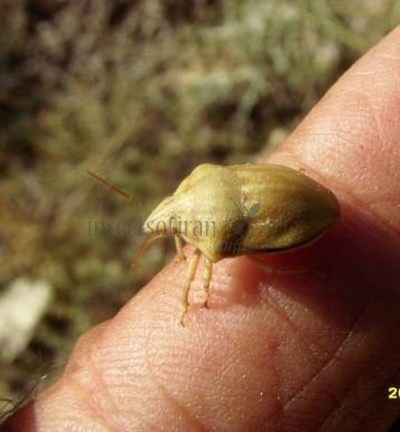 Odontotarsus sp-2