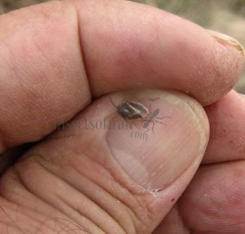 Pentatmidae-2