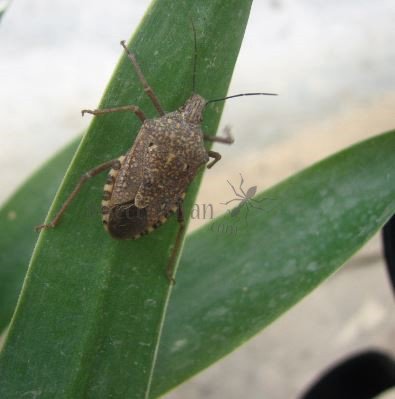 Pentatmidae-5