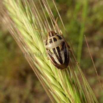 Pentatmidae-7
