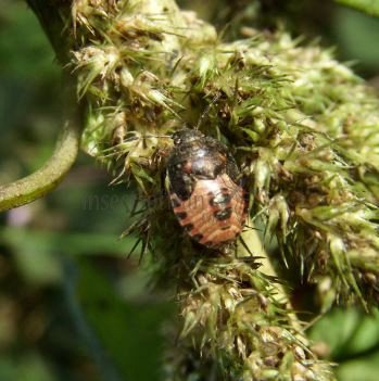 Pentatmidae-10