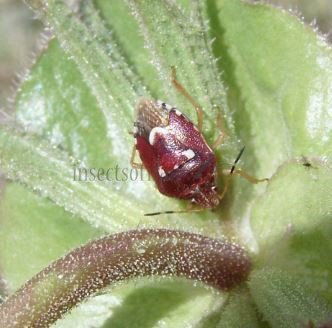 Stagonomus bipunctatus-1
