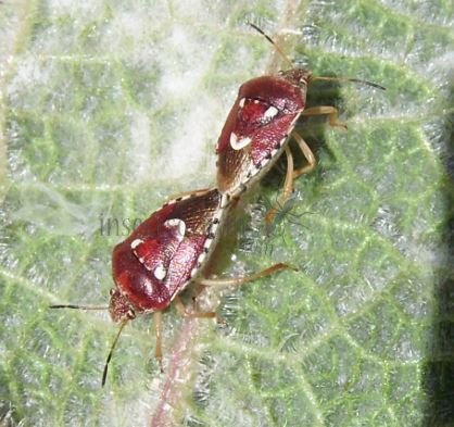 Stagonomus bipunctatus-2