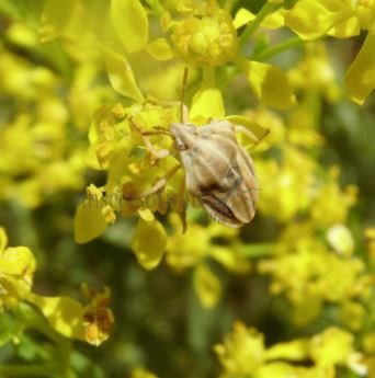 Tholagmus flavolineatus -2