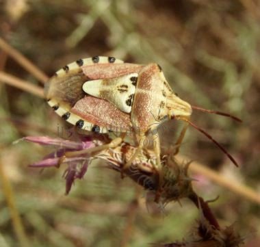 Carpocoris mediterraneus-3