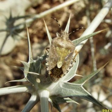 Dolycoris baccarum -1