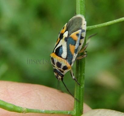 Eurydema ornata -3