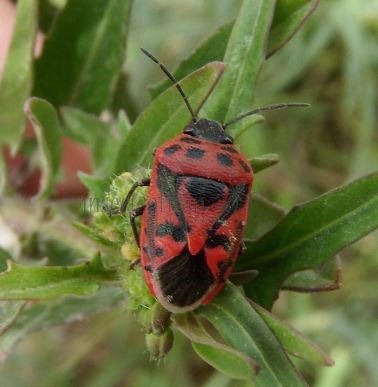Eurydema ornata -7