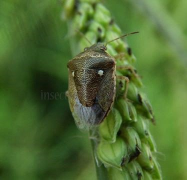 Eysarcoris aeneus -2
