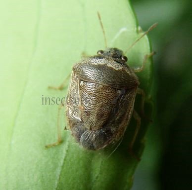 Eysarcoris aeneus-9