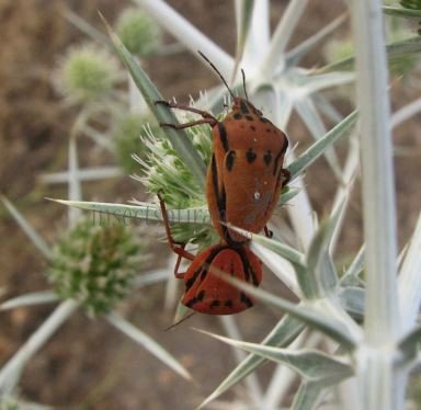 Graphosoma creticum-1