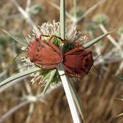 Graphosoma creticum-3