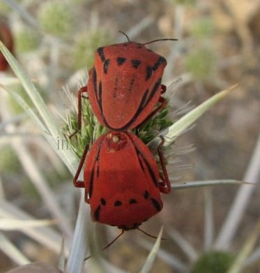 Graphosoma creticum-4