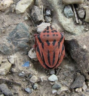 Graphosoma creticum-5
