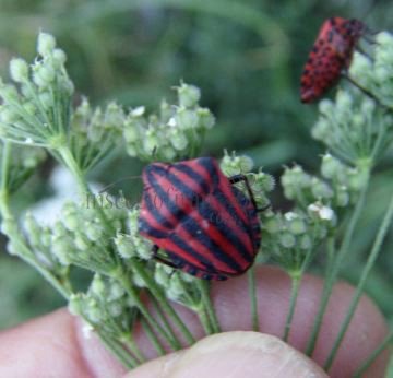 Graphosoma italicum-2