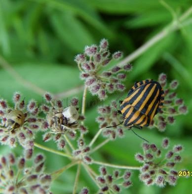 Graphosoma melanoxanthum -1