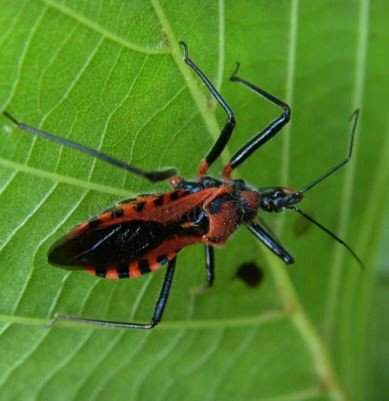 Rhynocoris rubricus -3