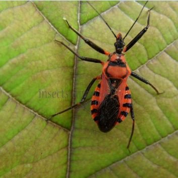 Rhynocoris rubricus -4