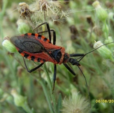 Rhynocoris rubricus -7