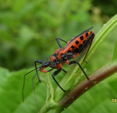 Rhynocoris rubricus -8