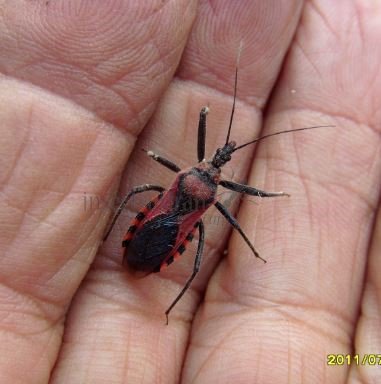 Rhynocoris sp-1