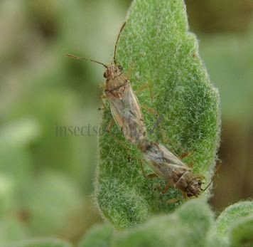 Nysius helveticus-1