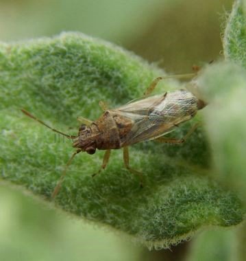 Nysius helveticus-5