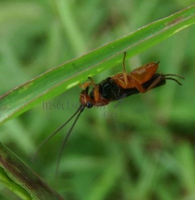 Bassus sp-1