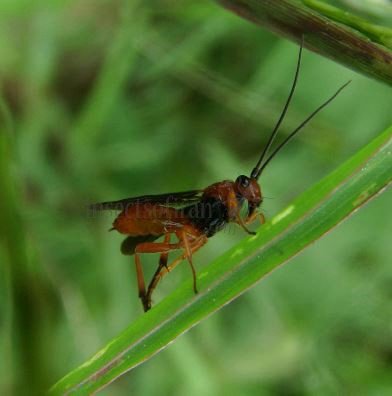 Bassus sp-2