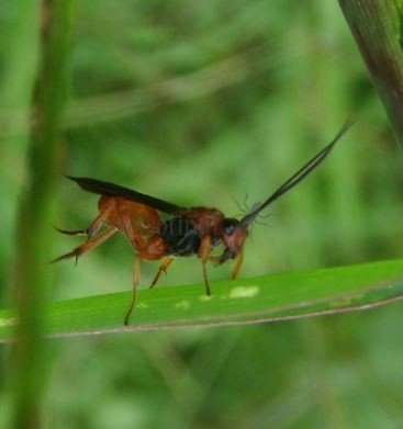 Bassus sp-3