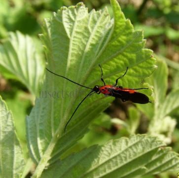 Bassus sp-5