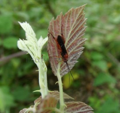 Bassus sp-8