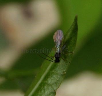 Blacus maculipes