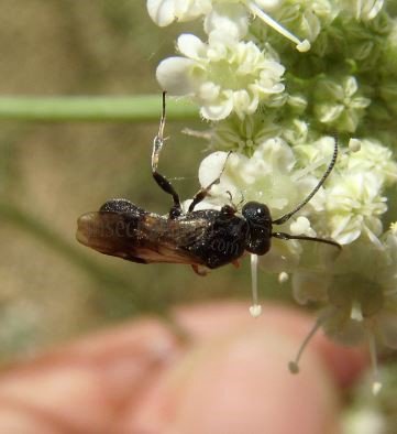 Chelonus-sp 