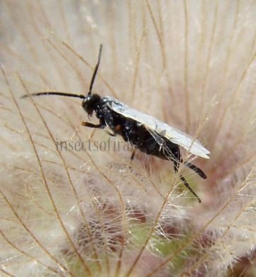 Cotesia melanoscela -1