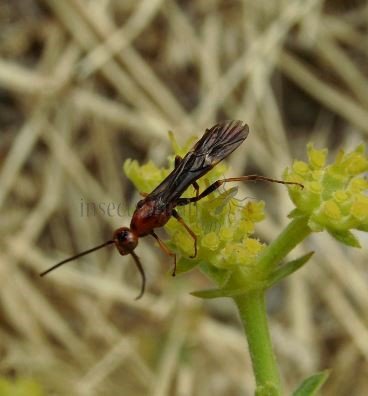 Glyptomorpha sp-2  