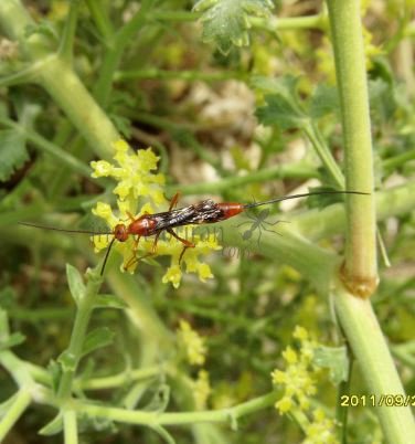 Glyptomorpha sp-3  