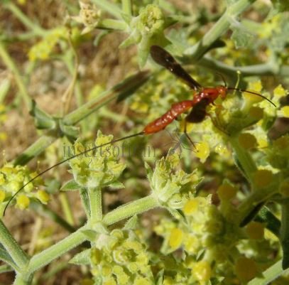 Glyptomorpha sp-4  