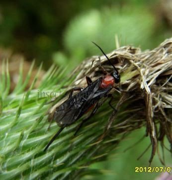 Lytopylus sp-1