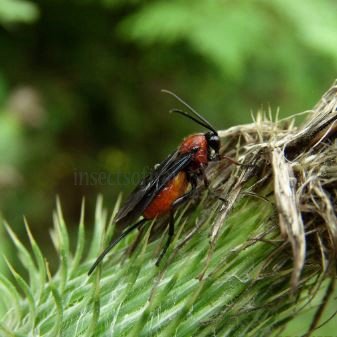Lytopylus sp-2