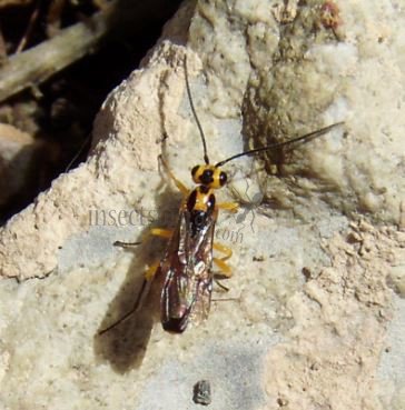 Meteorus sp