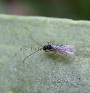 Phaedrotoma reconditor -1