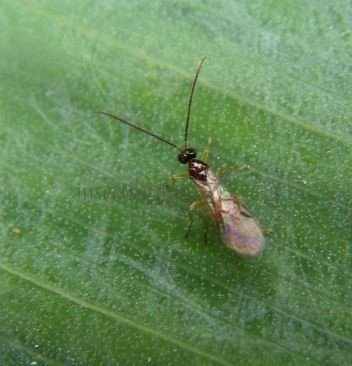 Phaedrotoma reconditor -4