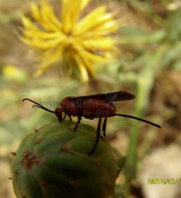 Braconidae -2