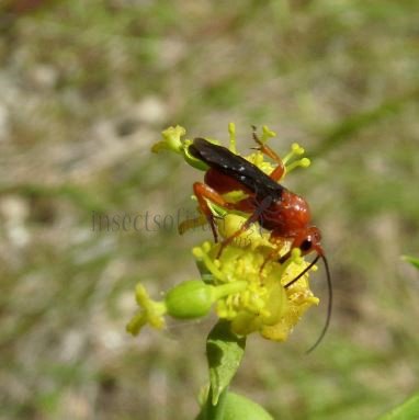 Braconidae -3