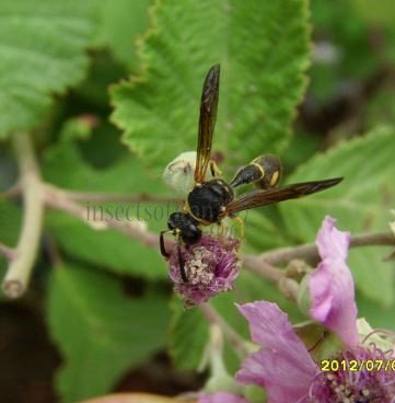 Eumenes sp-1