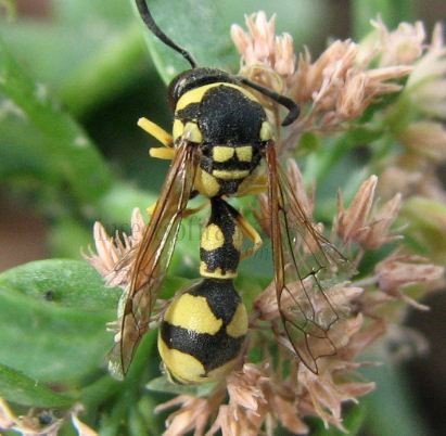 Eumenes promiformis