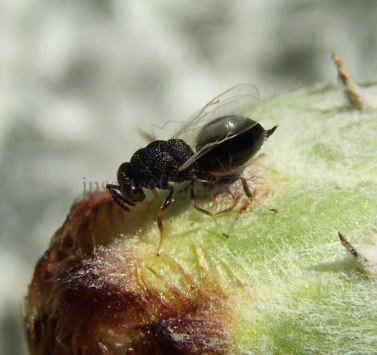 Eurytoma nodularis -1