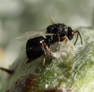 Eurytoma nodularis -3