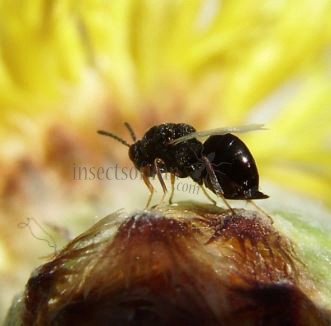 Eurytoma nodularis -5